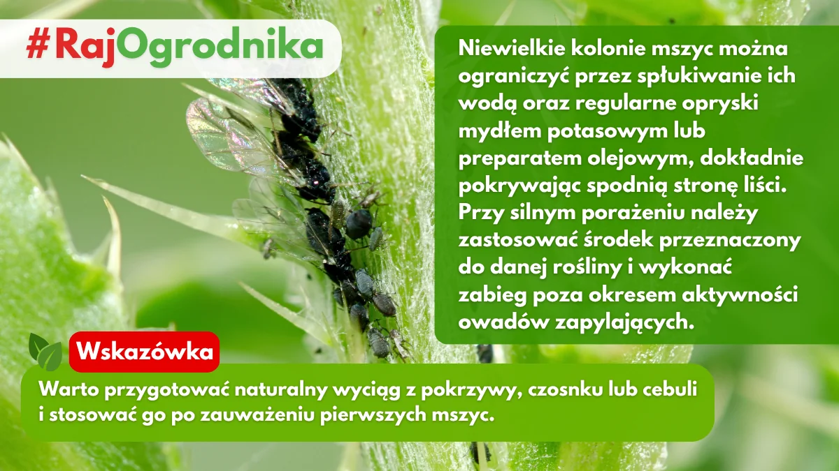 Jak zwalczać niewielkie kolonie mszyc w ogrodzie blog sklep rajogrodnika